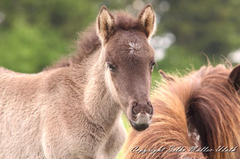 Farsael n.jpg - Farsael von Heidmoor 10 Tage alt